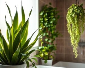 Welche Pflanzen passen ins Badezimmer?