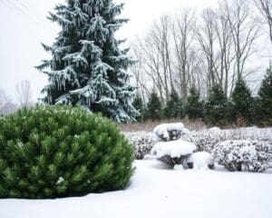 Warum sind winterharte Pflanzen fuers Klima ideal?