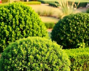 Welche Hecken sind pflegeleicht?